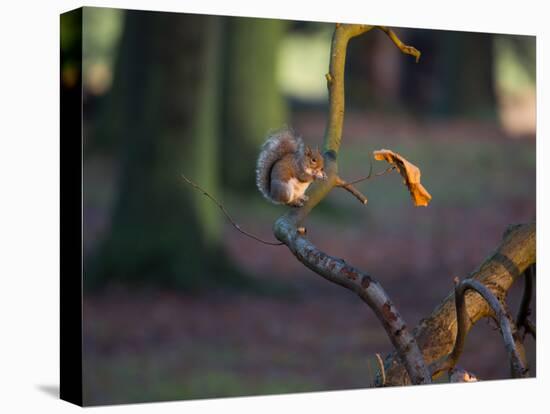 A Gray Squirrel Eats a Nut on a Fallen Tree Branch in Richmond Park-Alex Saberi-Stretched Canvas