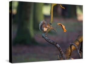 A Gray Squirrel Eats a Nut on a Fallen Tree Branch in Richmond Park-Alex Saberi-Stretched Canvas