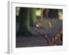 A Gray Squirrel Eats a Nut on a Fallen Tree Branch in Richmond Park-Alex Saberi-Framed Photographic Print