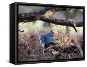 A Gray Squirrel Eats a Nut on a Fallen Tree Branch in Richmond Park-Alex Saberi-Framed Stretched Canvas