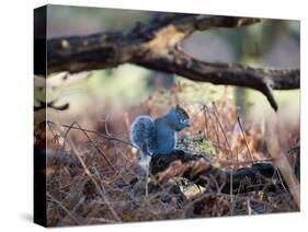 A Gray Squirrel Eats a Nut on a Fallen Tree Branch in Richmond Park-Alex Saberi-Stretched Canvas