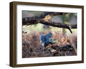 A Gray Squirrel Eats a Nut on a Fallen Tree Branch in Richmond Park-Alex Saberi-Framed Photographic Print
