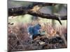 A Gray Squirrel Eats a Nut on a Fallen Tree Branch in Richmond Park-Alex Saberi-Mounted Photographic Print