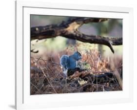 A Gray Squirrel Eats a Nut on a Fallen Tree Branch in Richmond Park-Alex Saberi-Framed Photographic Print