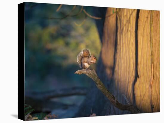 A Gray Squirrel Feeds in the Autumn Foliage of Richmond Park-Alex Saberi-Stretched Canvas