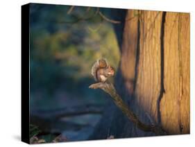 A Gray Squirrel Feeds in the Autumn Foliage of Richmond Park-Alex Saberi-Stretched Canvas