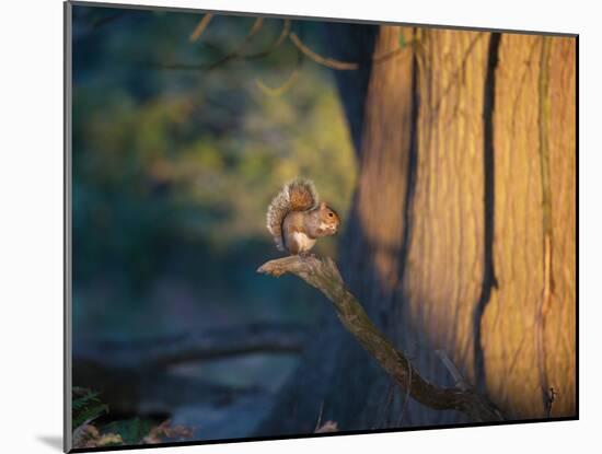 A Gray Squirrel Feeds in the Autumn Foliage of Richmond Park-Alex Saberi-Mounted Photographic Print