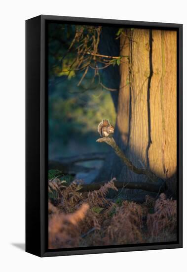 A Gray Squirrel Feeds in the Autumn Foliage of Richmond Park-Alex Saberi-Framed Stretched Canvas