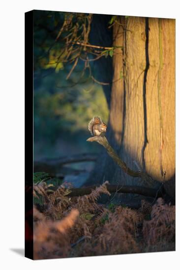 A Gray Squirrel Feeds in the Autumn Foliage of Richmond Park-Alex Saberi-Stretched Canvas