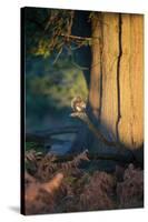A Gray Squirrel Feeds in the Autumn Foliage of Richmond Park-Alex Saberi-Stretched Canvas