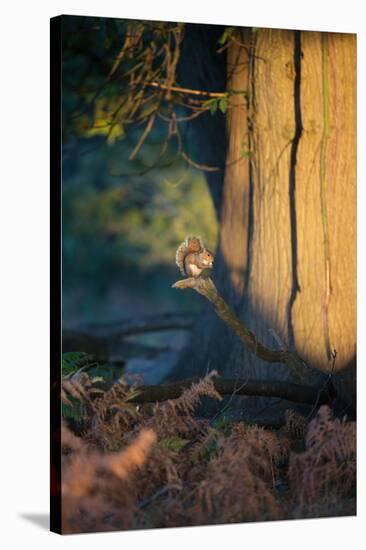 A Gray Squirrel Feeds in the Autumn Foliage of Richmond Park-Alex Saberi-Stretched Canvas