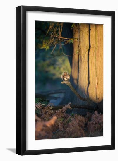 A Gray Squirrel Feeds in the Autumn Foliage of Richmond Park-Alex Saberi-Framed Photographic Print