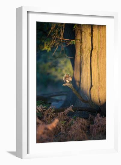 A Gray Squirrel Feeds in the Autumn Foliage of Richmond Park-Alex Saberi-Framed Photographic Print