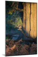 A Gray Squirrel Feeds in the Autumn Foliage of Richmond Park-Alex Saberi-Mounted Photographic Print