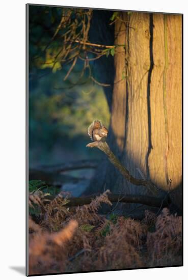 A Gray Squirrel Feeds in the Autumn Foliage of Richmond Park-Alex Saberi-Mounted Photographic Print