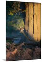 A Gray Squirrel Feeds in the Autumn Foliage of Richmond Park-Alex Saberi-Mounted Photographic Print