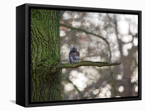 A Gray Squirrel Nibbles Nuts on a Tree Branch in Richmond Park-Alex Saberi-Framed Stretched Canvas