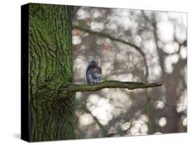 A Gray Squirrel Nibbles Nuts on a Tree Branch in Richmond Park-Alex Saberi-Stretched Canvas