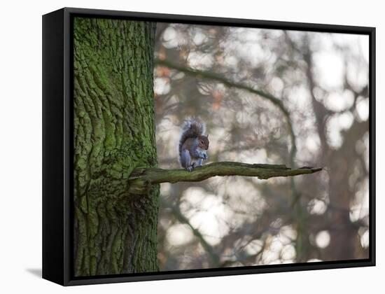 A Gray Squirrel Nibbles Nuts on a Tree Branch in Richmond Park-Alex Saberi-Framed Stretched Canvas