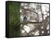 A Gray Squirrel Nibbles Nuts on a Tree Branch in Richmond Park-Alex Saberi-Framed Stretched Canvas