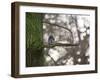 A Gray Squirrel Nibbles Nuts on a Tree Branch in Richmond Park-Alex Saberi-Framed Photographic Print