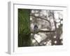 A Gray Squirrel Nibbles Nuts on a Tree Branch in Richmond Park-Alex Saberi-Framed Photographic Print