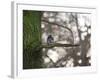 A Gray Squirrel Nibbles Nuts on a Tree Branch in Richmond Park-Alex Saberi-Framed Photographic Print