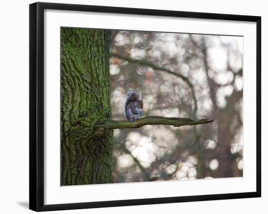 A Gray Squirrel Nibbles Nuts on a Tree Branch in Richmond Park-Alex Saberi-Framed Photographic Print