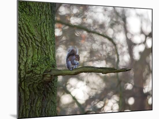 A Gray Squirrel Nibbles Nuts on a Tree Branch in Richmond Park-Alex Saberi-Mounted Photographic Print