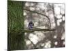 A Gray Squirrel Nibbles Nuts on a Tree Branch in Richmond Park-Alex Saberi-Mounted Photographic Print