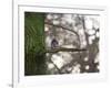 A Gray Squirrel Nibbles Nuts on a Tree Branch in Richmond Park-Alex Saberi-Framed Photographic Print