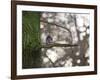 A Gray Squirrel Nibbles Nuts on a Tree Branch in Richmond Park-Alex Saberi-Framed Photographic Print