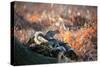 A Gray Squirrel on a Fallen Tree Branch Looks around Warily in Richmond Park-Alex Saberi-Stretched Canvas