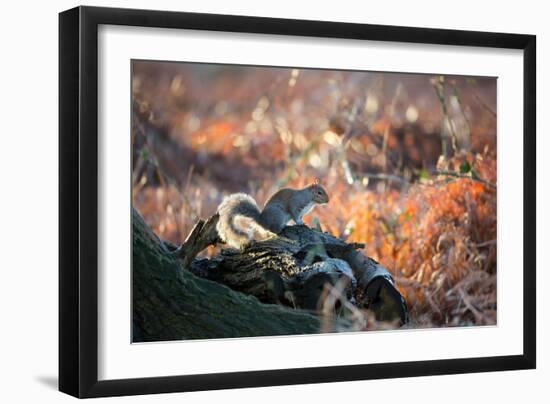 A Gray Squirrel on a Fallen Tree Branch Looks around Warily in Richmond Park-Alex Saberi-Framed Photographic Print