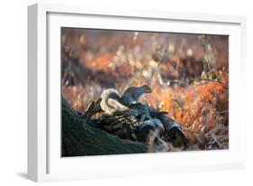 A Gray Squirrel on a Fallen Tree Branch Looks around Warily in Richmond Park-Alex Saberi-Framed Photographic Print