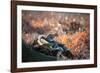 A Gray Squirrel on a Fallen Tree Branch Looks around Warily in Richmond Park-Alex Saberi-Framed Photographic Print