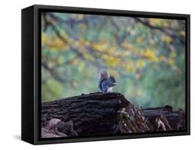 A Gray Squirrel, Sciurus Carolinensis, Sits on a Log Eating Nuts in Autumn-Alex Saberi-Framed Stretched Canvas