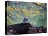 A Gray Squirrel, Sciurus Carolinensis, Sits on a Log Eating Nuts in Autumn-Alex Saberi-Stretched Canvas