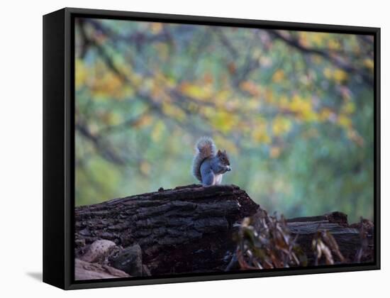 A Gray Squirrel, Sciurus Carolinensis, Sits on a Log Eating Nuts in Autumn-Alex Saberi-Framed Stretched Canvas