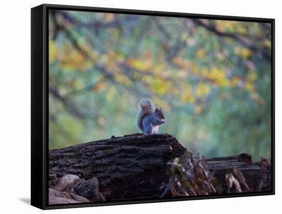 A Gray Squirrel, Sciurus Carolinensis, Sits on a Log Eating Nuts in Autumn-Alex Saberi-Framed Stretched Canvas