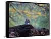 A Gray Squirrel, Sciurus Carolinensis, Sits on a Log Eating Nuts in Autumn-Alex Saberi-Framed Stretched Canvas