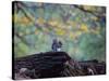 A Gray Squirrel, Sciurus Carolinensis, Sits on a Log Eating Nuts in Autumn-Alex Saberi-Stretched Canvas