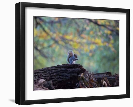 A Gray Squirrel, Sciurus Carolinensis, Sits on a Log Eating Nuts in Autumn-Alex Saberi-Framed Premium Photographic Print