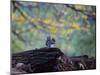 A Gray Squirrel, Sciurus Carolinensis, Sits on a Log Eating Nuts in Autumn-Alex Saberi-Mounted Premium Photographic Print