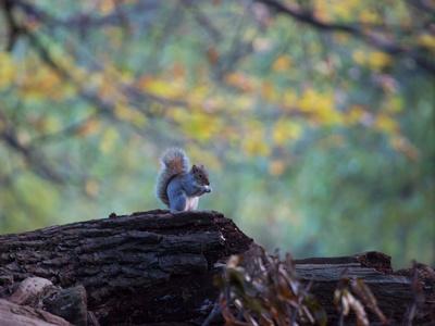 https://imgc.allpostersimages.com/img/posters/a-gray-squirrel-sciurus-carolinensis-sits-on-a-log-eating-nuts-in-autumn_u-L-POKRDI0.jpg?artPerspective=n