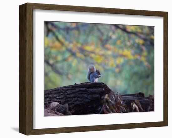 A Gray Squirrel, Sciurus Carolinensis, Sits on a Log Eating Nuts in Autumn-Alex Saberi-Framed Photographic Print