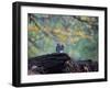 A Gray Squirrel, Sciurus Carolinensis, Sits on a Log Eating Nuts in Autumn-Alex Saberi-Framed Photographic Print
