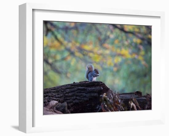 A Gray Squirrel, Sciurus Carolinensis, Sits on a Log Eating Nuts in Autumn-Alex Saberi-Framed Photographic Print