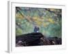 A Gray Squirrel, Sciurus Carolinensis, Sits on a Log Eating Nuts in Autumn-Alex Saberi-Framed Photographic Print