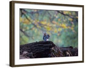 A Gray Squirrel, Sciurus Carolinensis, Sits on a Log Eating Nuts in Autumn-Alex Saberi-Framed Photographic Print